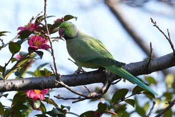 ワカケホンセイインコ 東京都多摩地域 2024年2月8日(木)