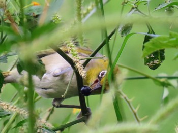 Silvereye Penrith, NSW, Australia Sun, 1/28/2024