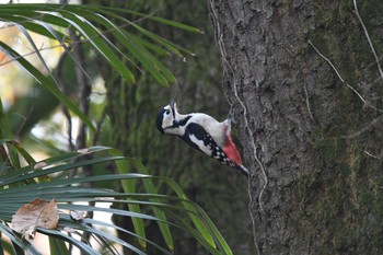 アカゲラ 秋ヶ瀬公園 2023年12月10日(日)