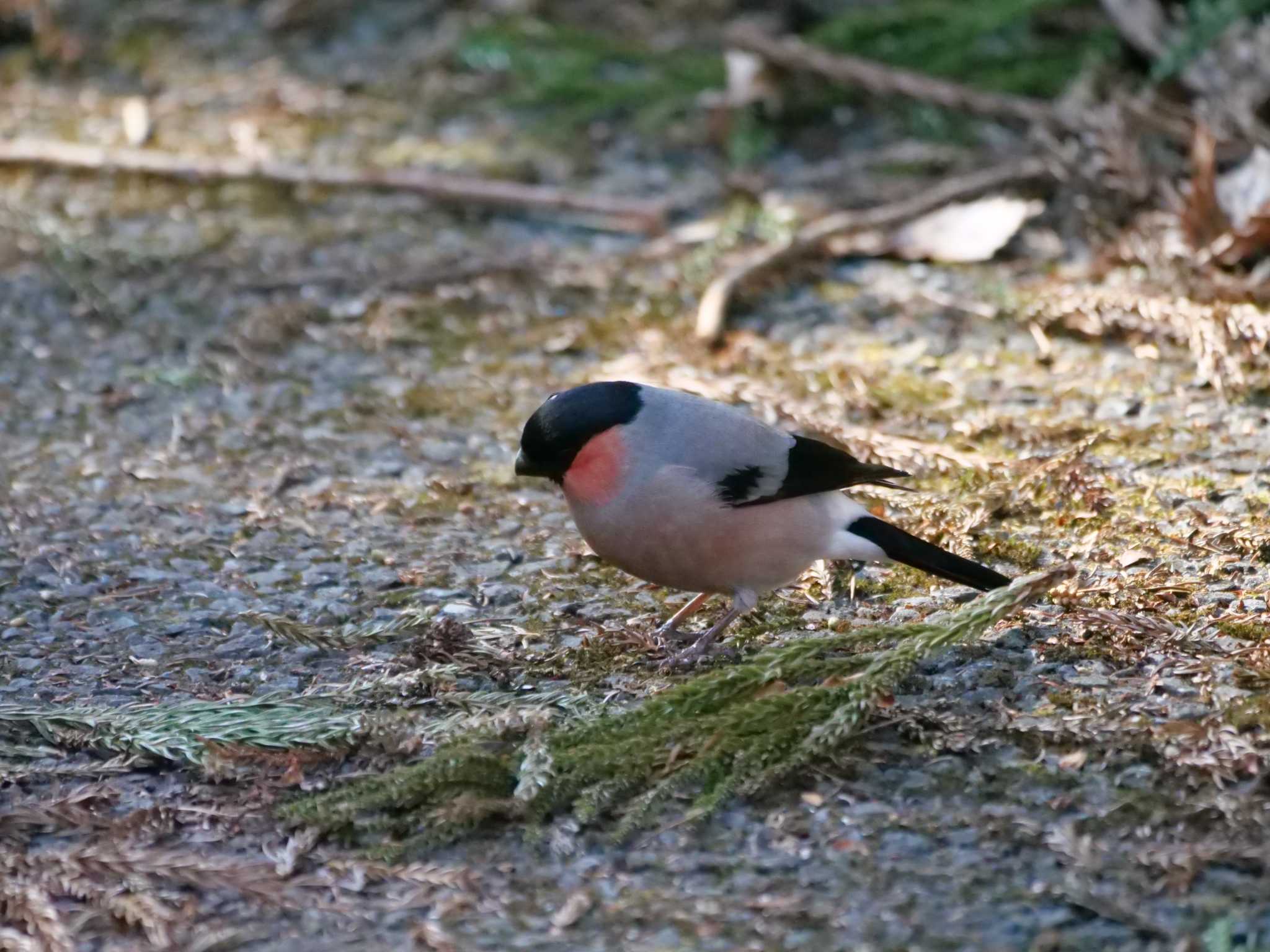 ルンルン食事・・。　 by little birds