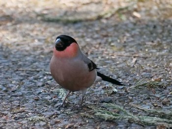 Eurasian Bullfinch(rosacea) 秩父 Tue, 1/30/2024