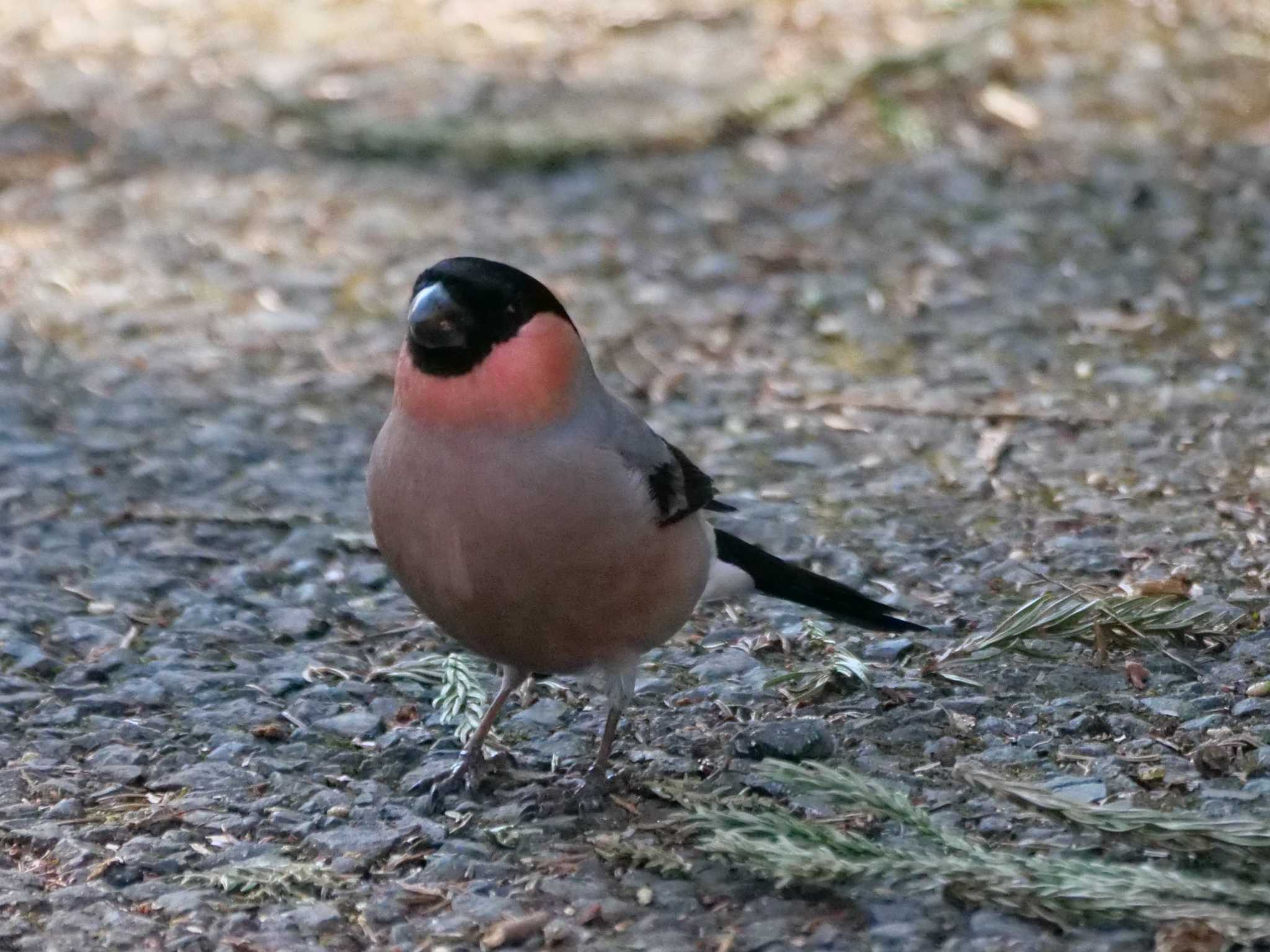 ウ）何かいるけど大丈夫だな・・ by little birds