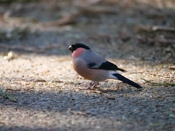 Eurasian Bullfinch(rosacea) 秩父 Tue, 1/30/2024