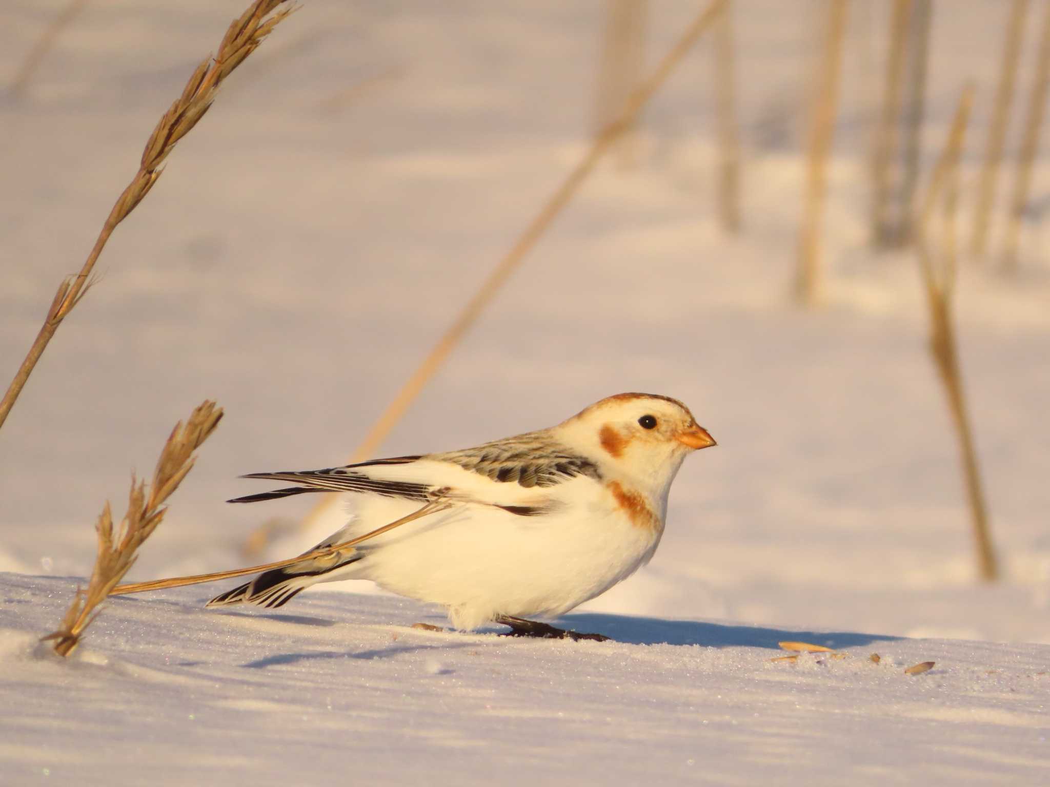 Snow Bunting