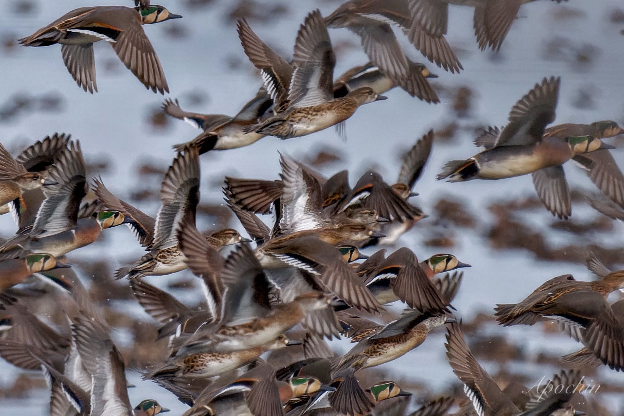 Baikal Teal