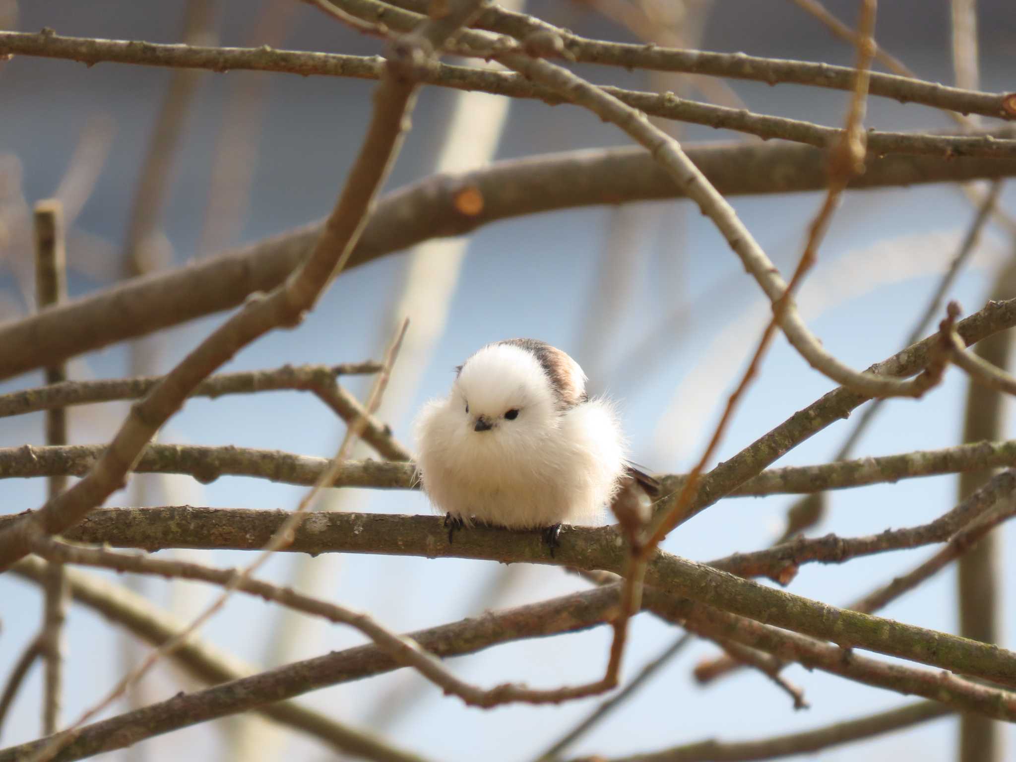 Long-tailed tit(japonicus)