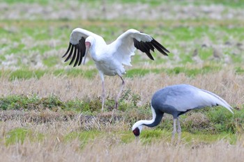 Siberian Crane Unknown Spots Wed, 1/24/2024