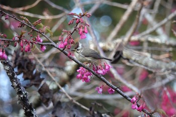 Taiwan Yuhina 阿里山国家森林遊楽区 Wed, 1/24/2024