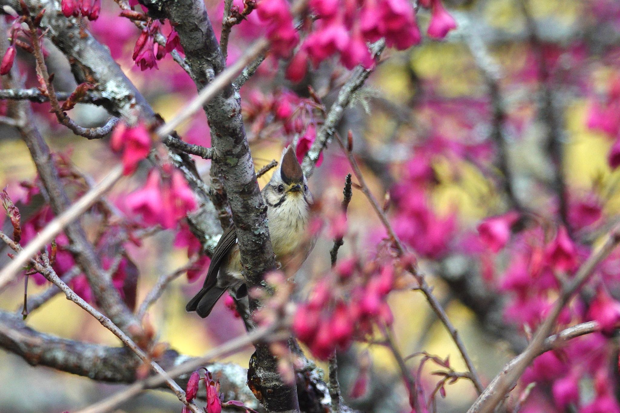 Photo of Taiwan Yuhina at 阿里山国家森林遊楽区 by のどか