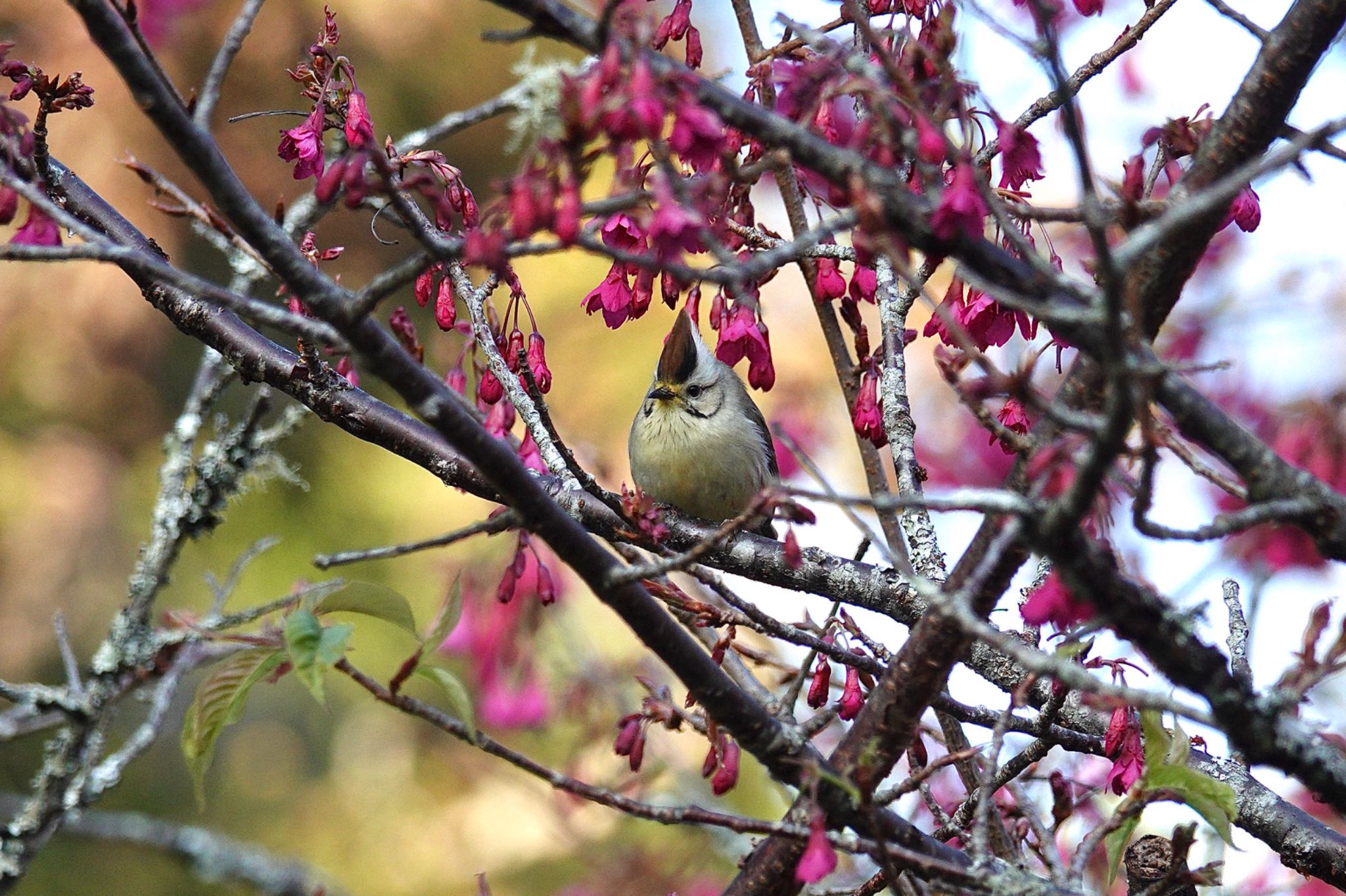 Photo of Taiwan Yuhina at 阿里山国家森林遊楽区 by のどか