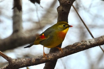 ソウシチョウ 奈良県内 2024年2月8日(木)