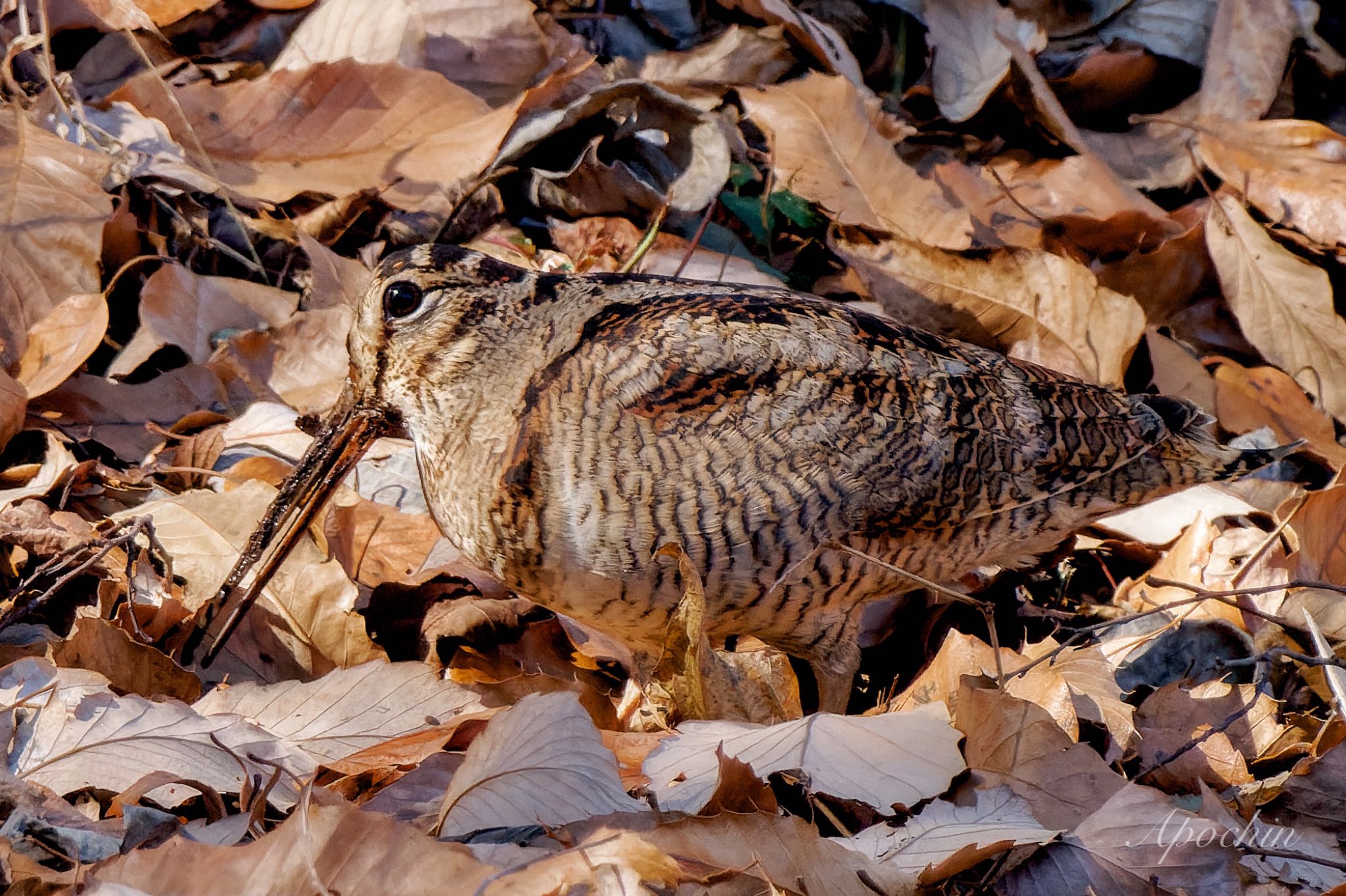 Eurasian Woodcock