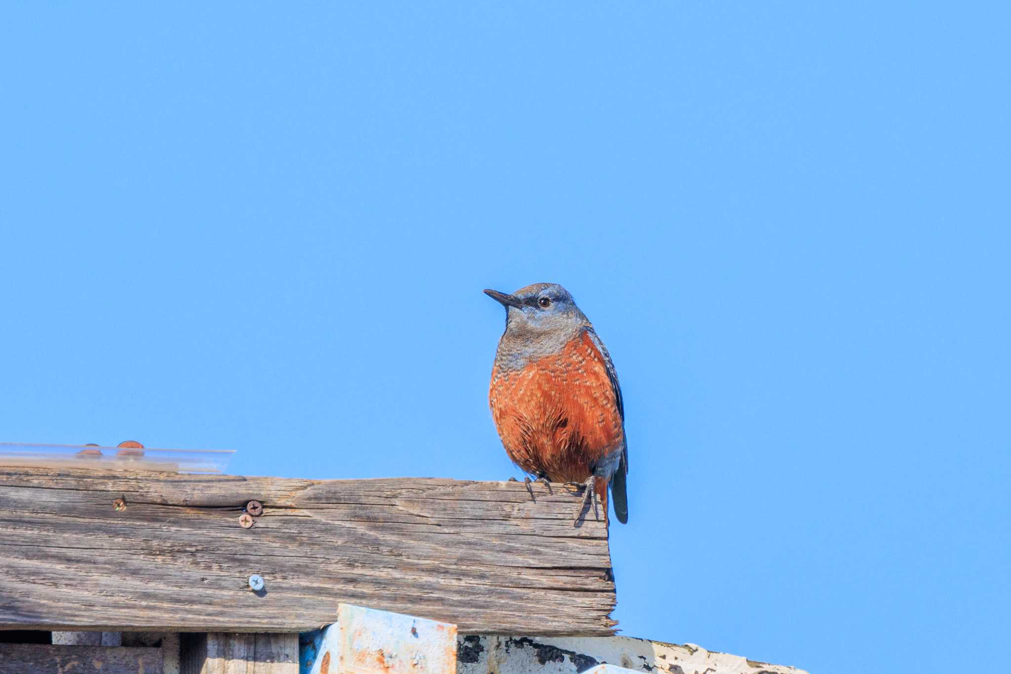 Photo of Blue Rock Thrush at 加古郡播磨町 by ときのたまお