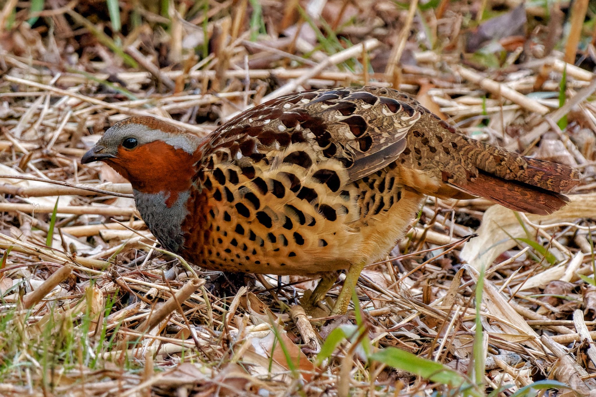 Photo of Chinese Bamboo Partridge at Maioka Park by アポちん