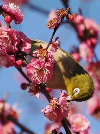 2024年2月3日(土) 白幡沼(さいたま市)の野鳥観察記録