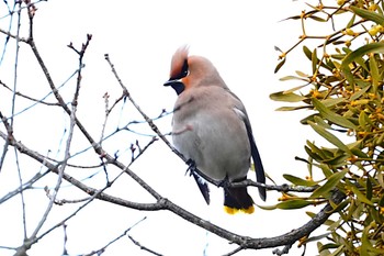 Bohemian Waxwing 赤城山 Sun, 2/4/2024