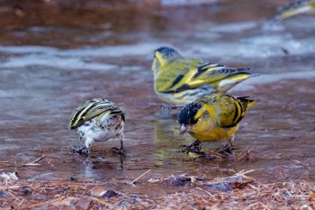 2023年12月30日(土) 創造の森(山梨県)の野鳥観察記録