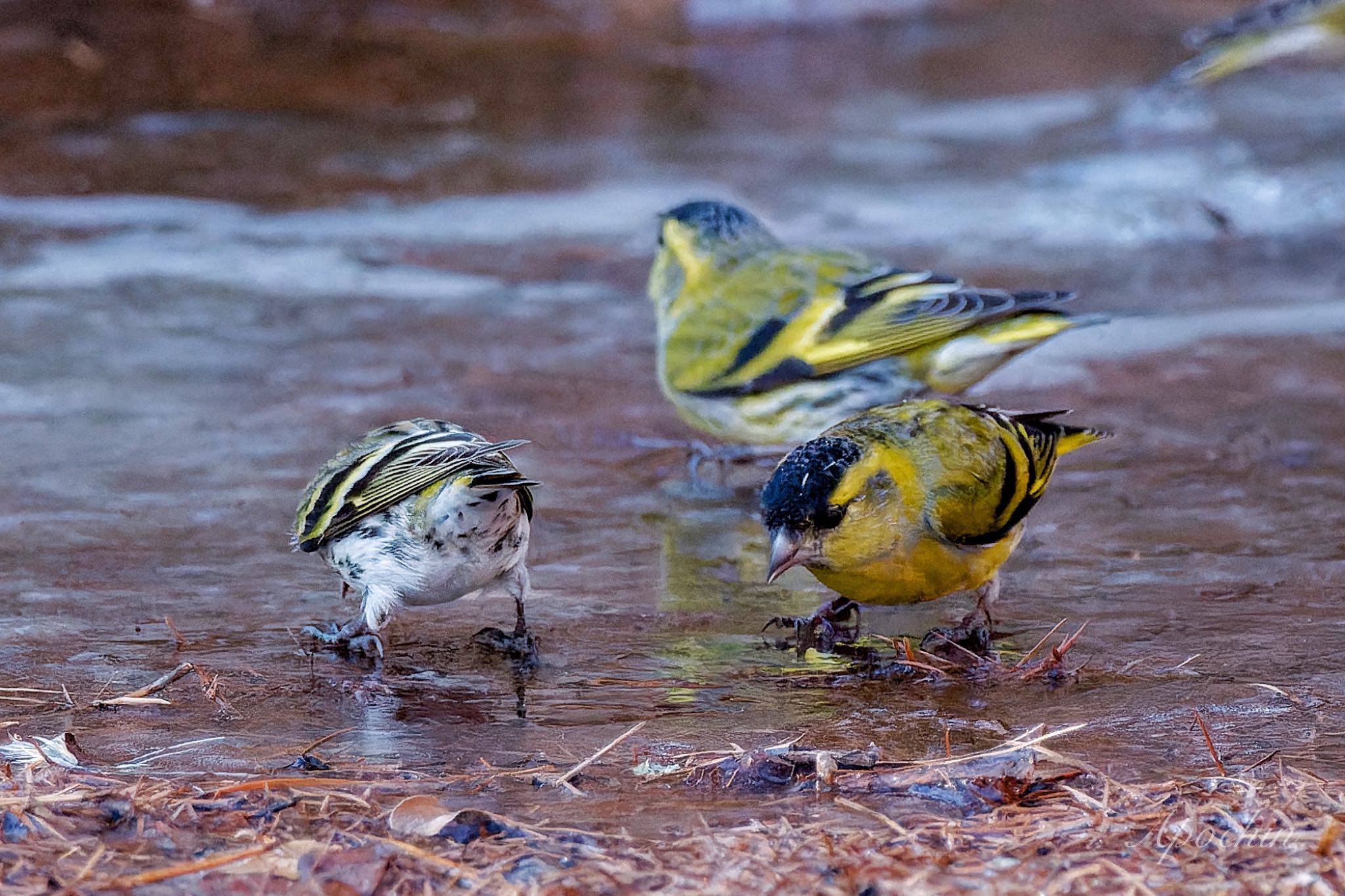 Photo of Eurasian Siskin at 創造の森(山梨県) by アポちん