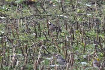 Hawfinch 河北潟 Wed, 2/7/2024