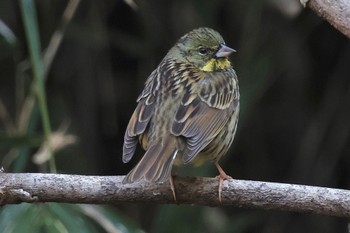 Masked Bunting 小網代の森 Sat, 2/3/2024