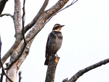 Dusky Thrush 稲佐山公園 Thu, 2/8/2024