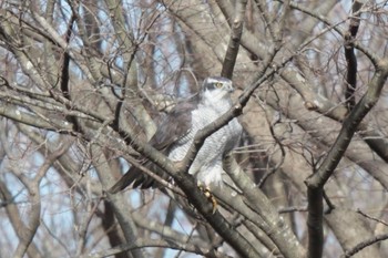 Eurasian Goshawk Unknown Spots Thu, 2/8/2024