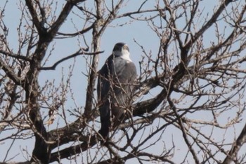 Eurasian Goshawk Unknown Spots Thu, 2/8/2024