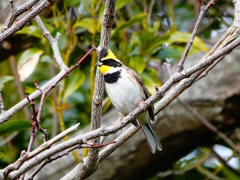 Yellow-throated Bunting 稲佐山公園 Thu, 2/8/2024