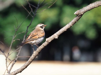 Dusky Thrush Yoyogi Park Fri, 2/9/2024