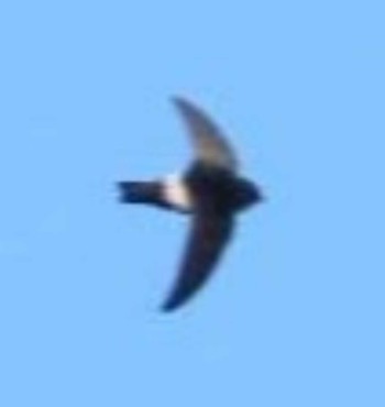 House Swift 権現山(弘法山公園) Mon, 1/29/2024