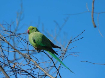 2024年2月9日(金) 平和の森公園、妙正寺川の野鳥観察記録