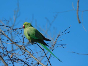 ワカケホンセイインコ 平和の森公園、妙正寺川 2024年2月9日(金)