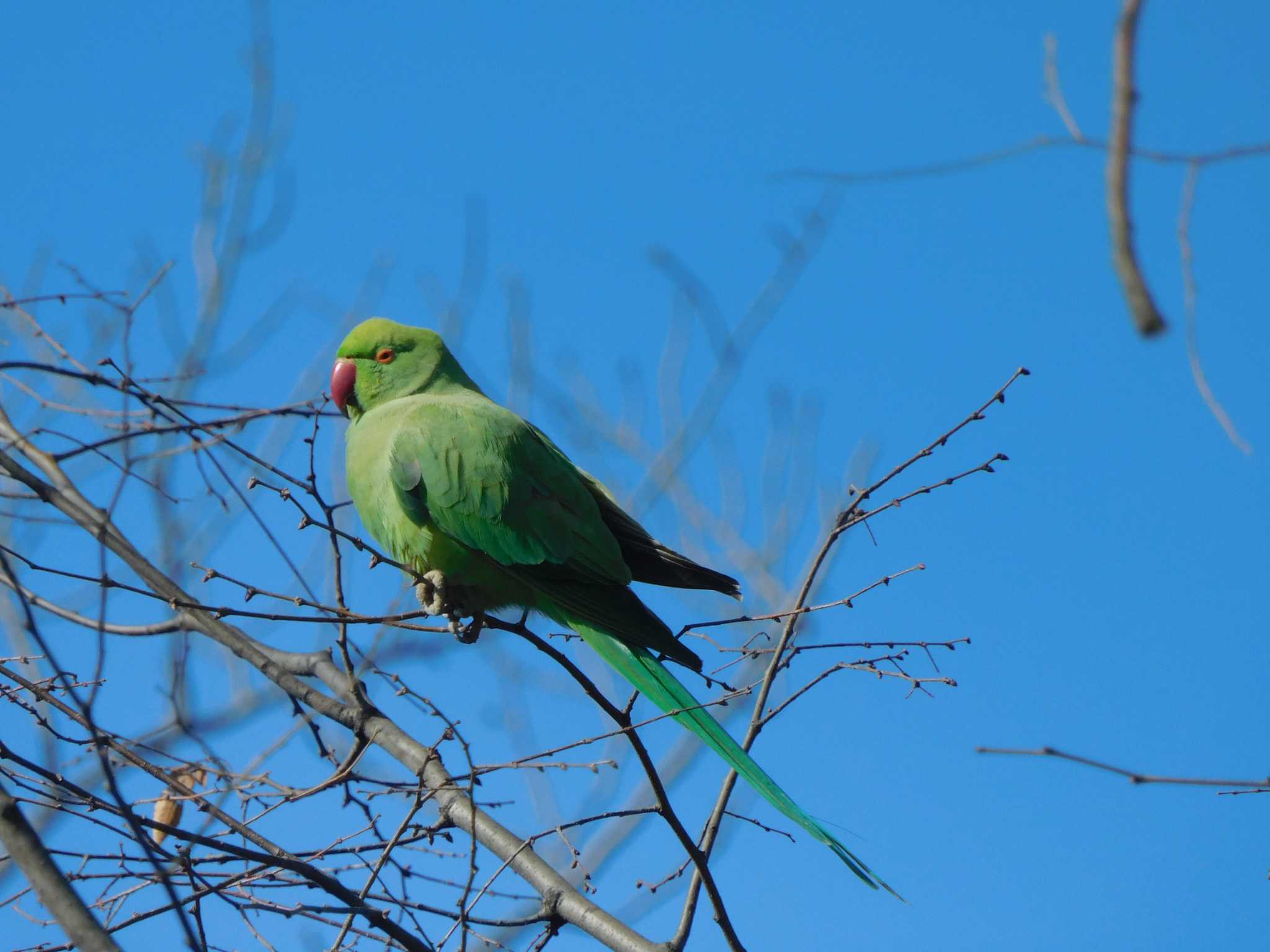 平和の森公園、妙正寺川 ワカケホンセイインコの写真 by morinokotori