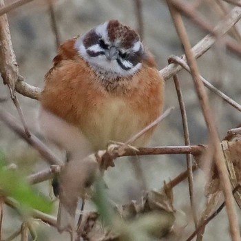 Meadow Bunting 金目川 Fri, 2/9/2024