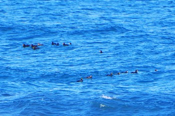 Black Scoter 鹿島灘 Sat, 2/3/2024