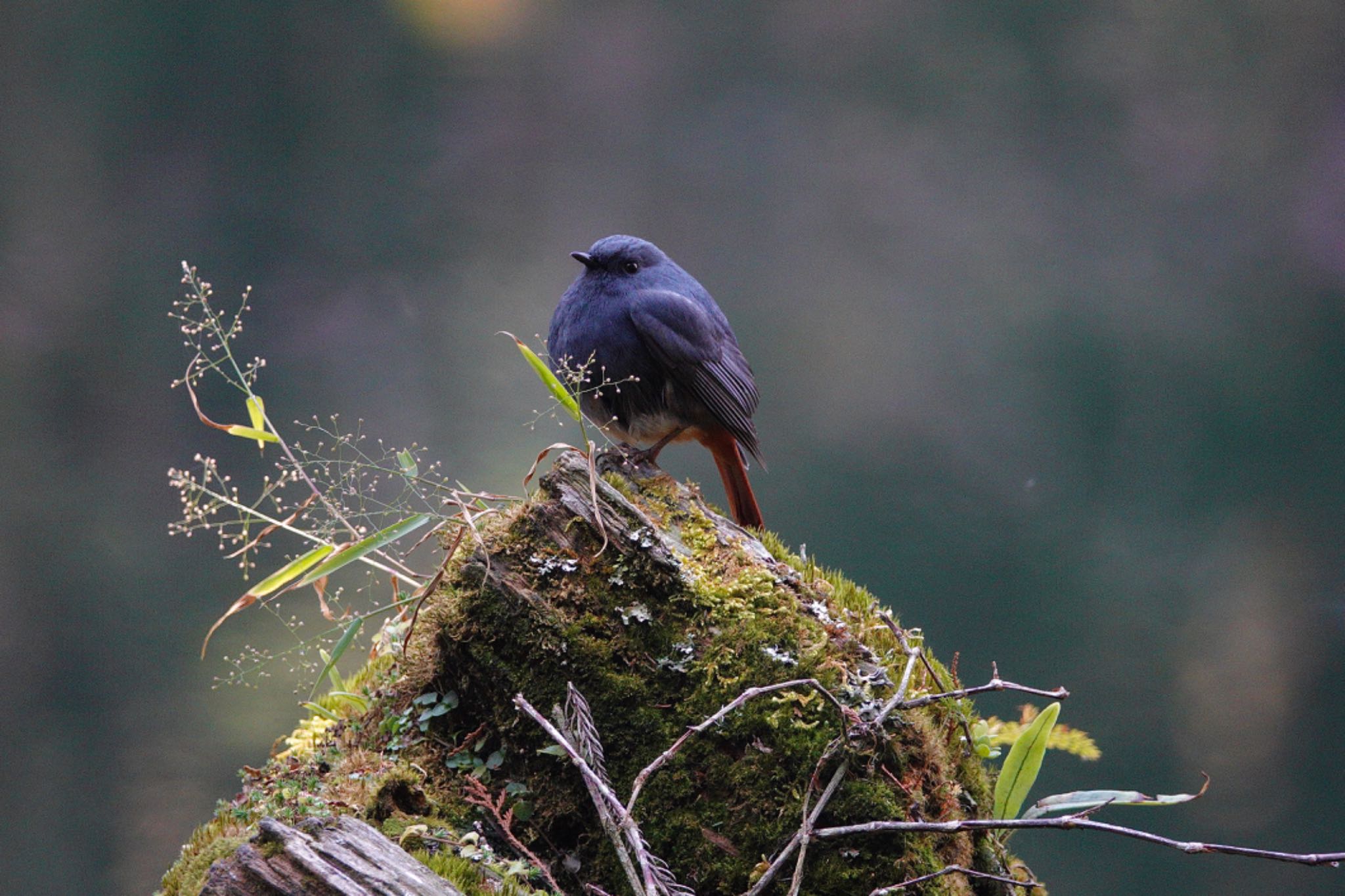 Plumbeous Water Redstart