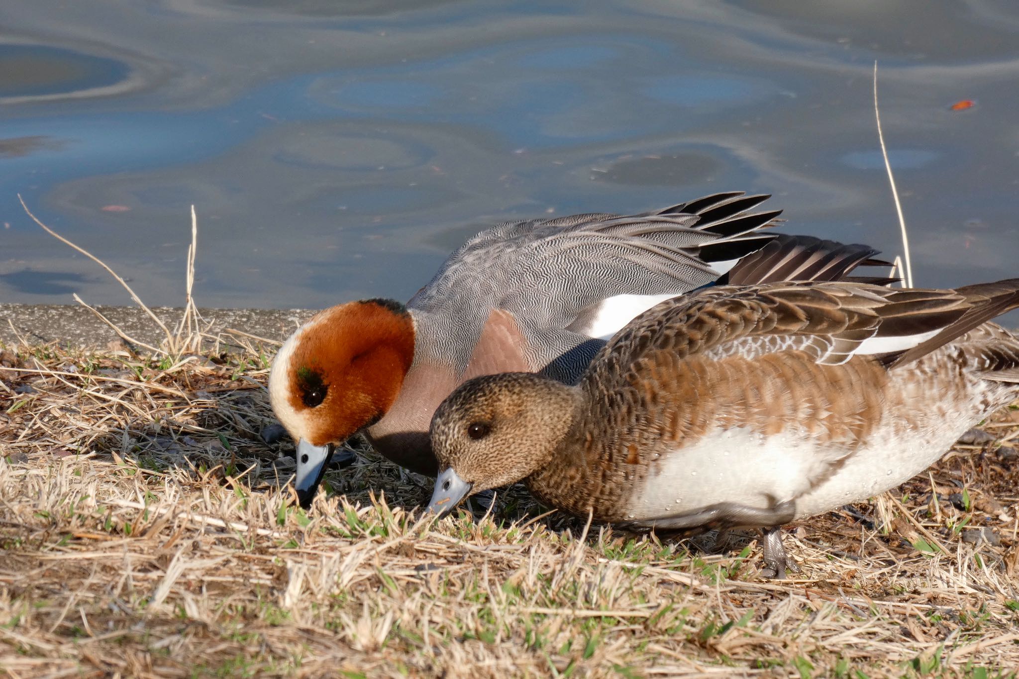 Photo of Eurasian Wigeon at Mizumoto Park by のどか