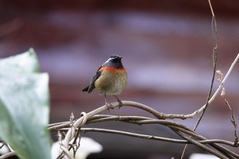 Collared Bush Robin 阿里山国家森林遊楽区 Wed, 1/24/2024