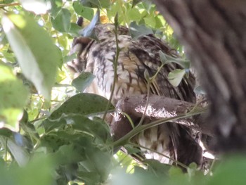 Long-eared Owl 中里公園(寒川町) Fri, 2/9/2024