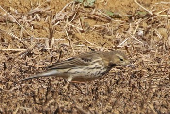 Water Pipit 平塚 Fri, 2/9/2024