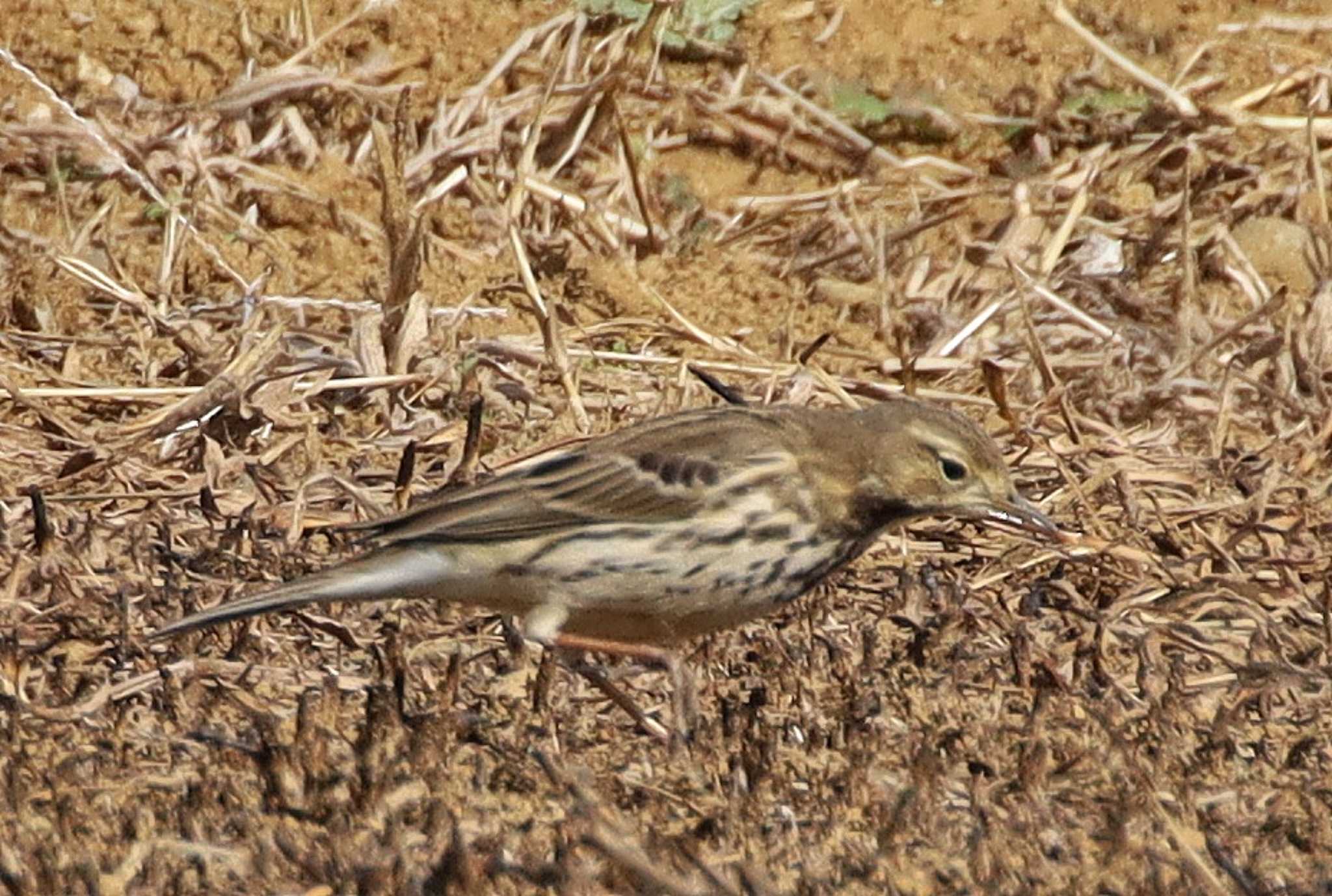 Photo of Water Pipit at 平塚 by ruri