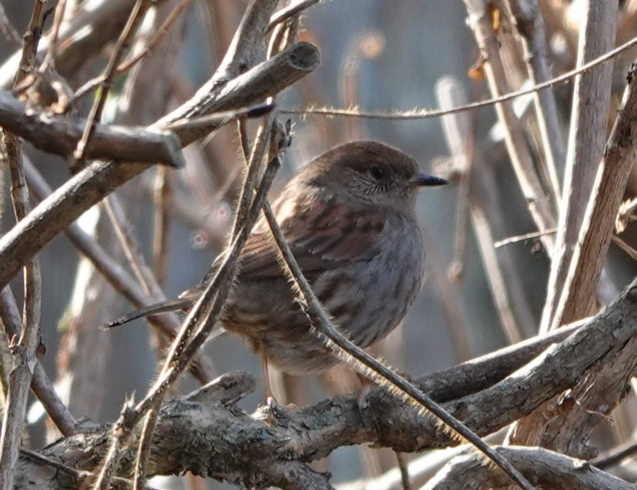 Photo of Japanese Accentor at 月見の森(岐阜県) by 里川