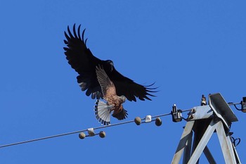 チョウゲンボウ 愛知県 2024年2月2日(金)