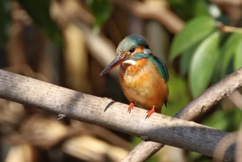 Common Kingfisher Unknown Spots Fri, 2/9/2024