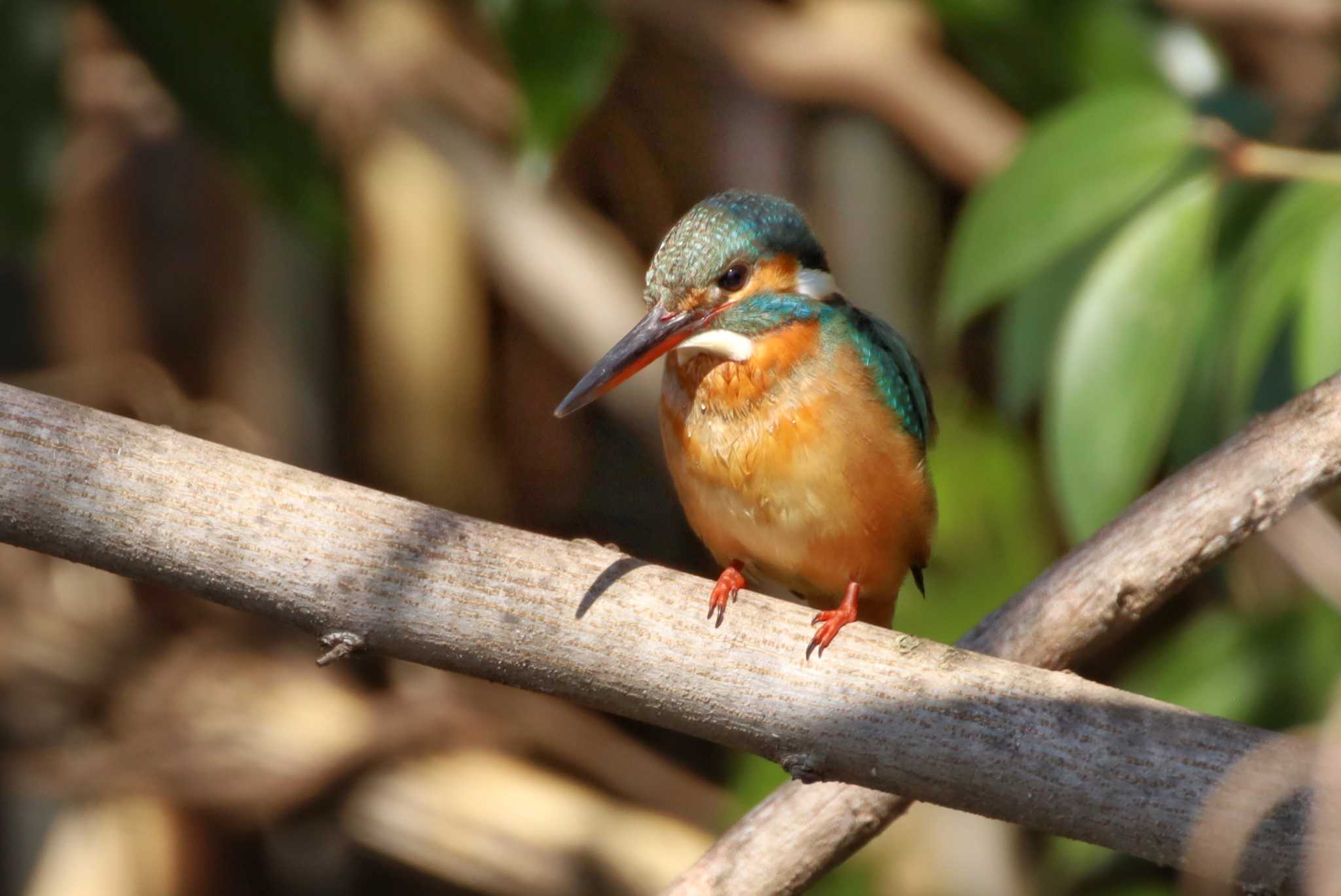 Photo of Common Kingfisher at  by ruri