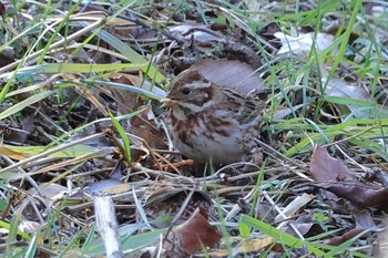 Meadow Bunting 小網代の森 Sat, 2/3/2024