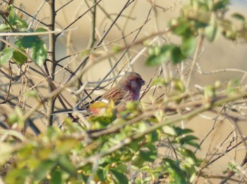 Fri, 2/9/2024 Birding report at 淀川河川公園