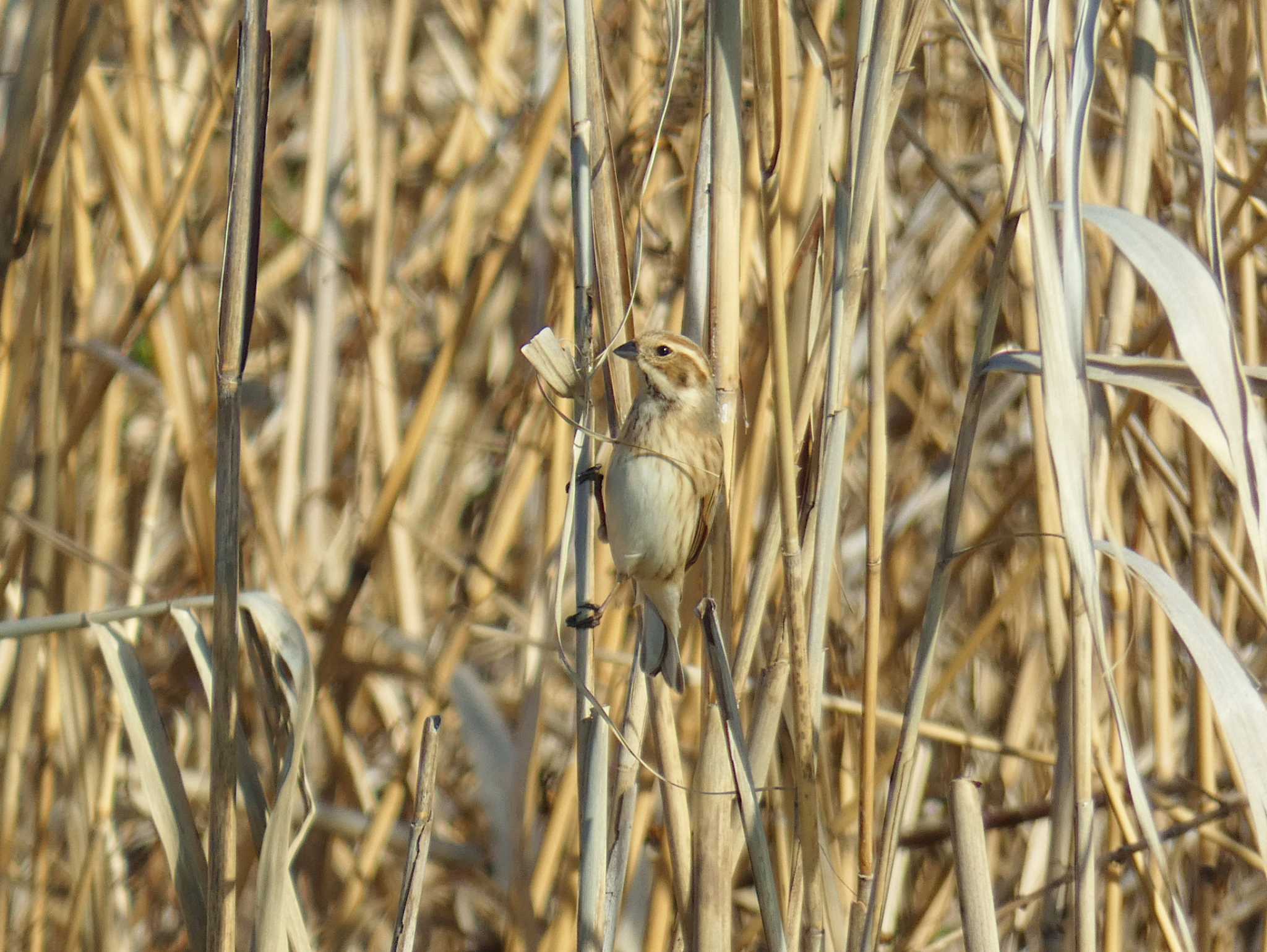 Photo of Common Reed Bunting at 淀川河川公園 by Toshihiro Yamaguchi