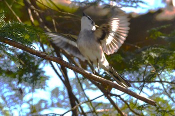 Ryukyu Minivet Shakujii Park Wed, 2/7/2024