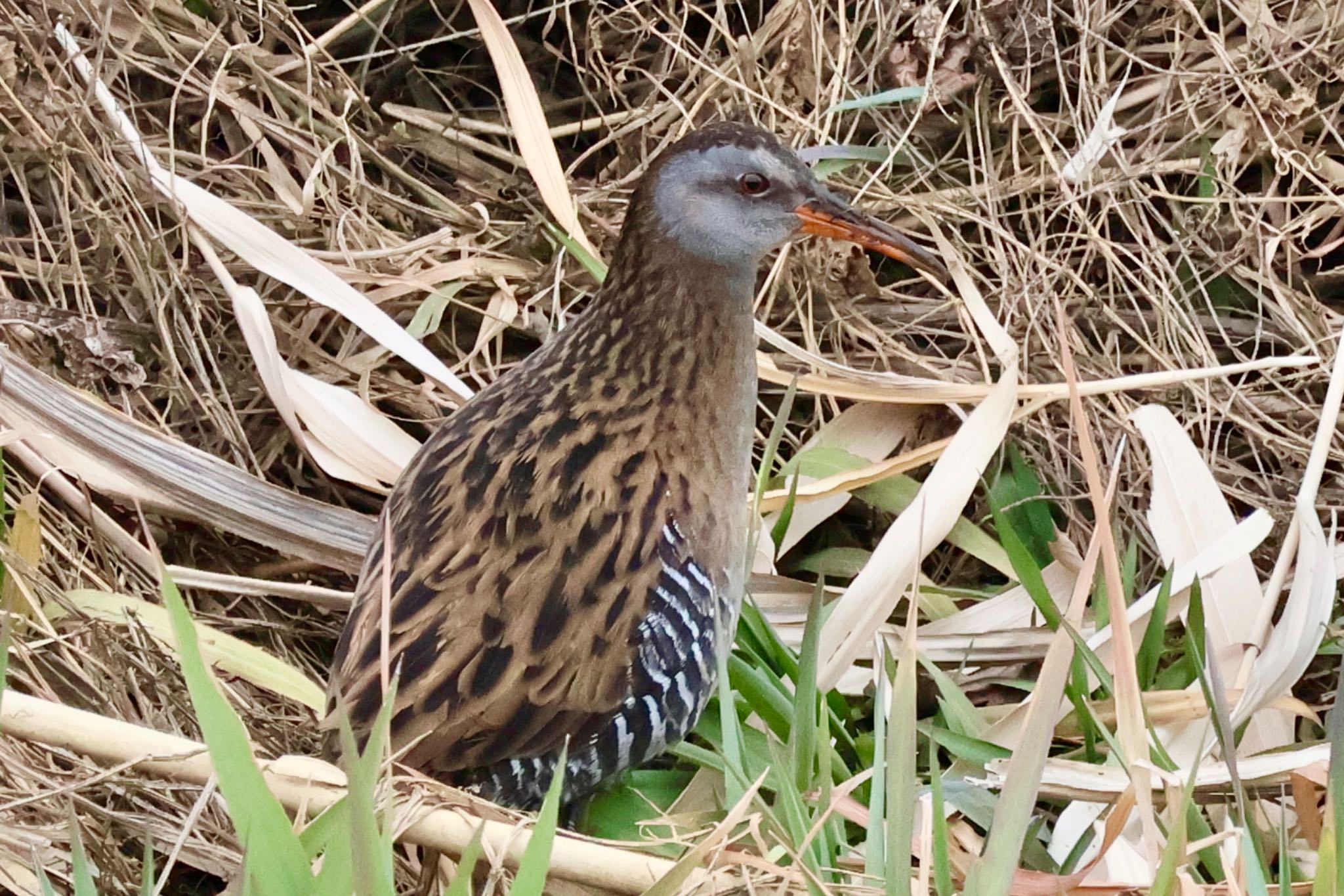 Brown-cheeked Rail